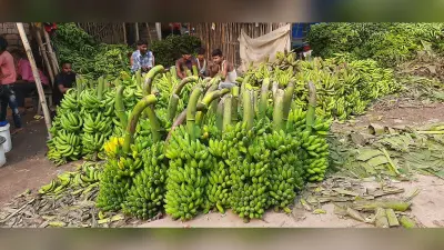 केलांचल कहे जाने वाले पूर्णिया के बाजार से गुम हुआ लोकल केला