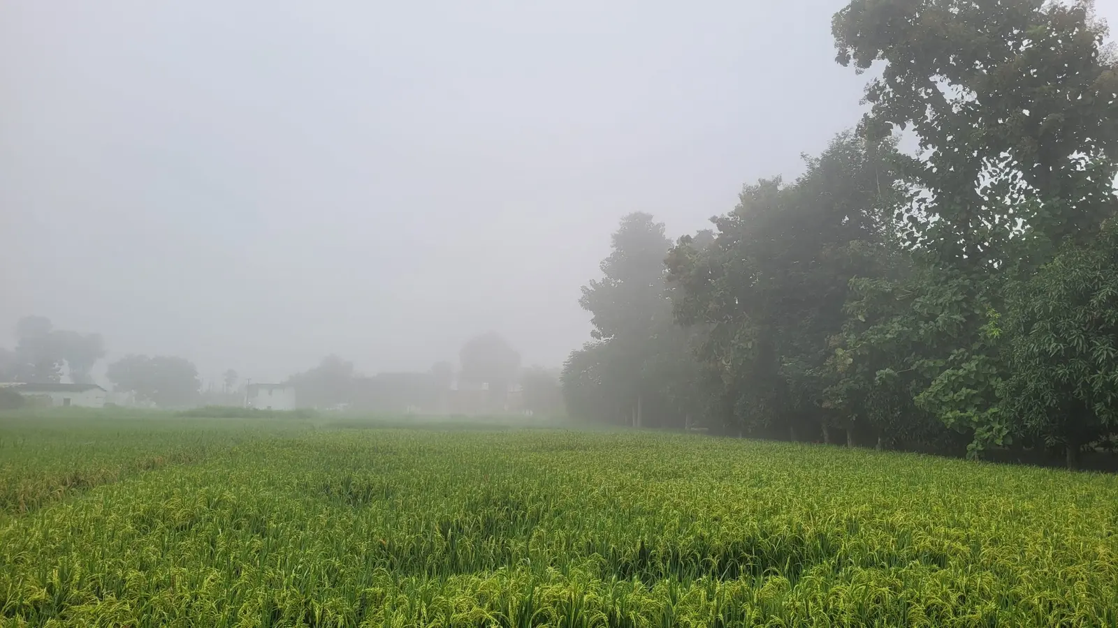 छठ से पहले मौसम का बदला मिजाज, घने कोहरे से ढका रहा जिला