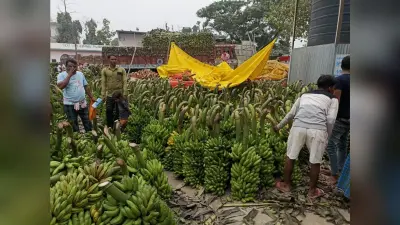 छठ पूजा पर चार दिनों में चार करोड़ के केला व्यवसाय की है उम्मीद