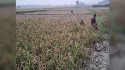 पैक्सों में धान खरीदारी शुरू होते ही होने लगा खेल