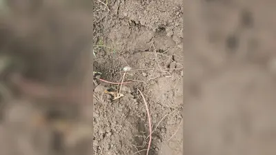 Aurangabad News : पचरुखिया जंगल से मिला पांच प्रेशर आइइडी