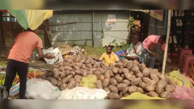दूसरे राज्यों से खेप उतरने से गिरा नारियल का भाव