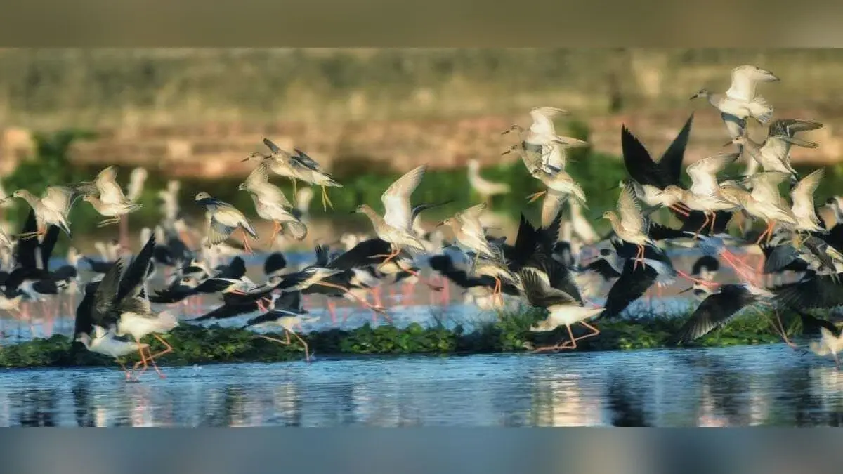 ठंड कम पड़ने से अबतक कम संख्या में पहुंचे प्रवासी पक्षी