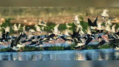 ठंड कम पड़ने से अबतक कम संख्या में पहुंचे प्रवासी पक्षी