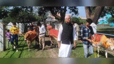 गोपाष्टमी पर्व पर की गयी गौ माता की सेवा