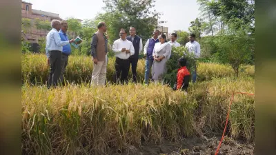 Ramakrishna Mission Ashram : एक हेक्टेयर में 72 क्विंटल धान उपजाया