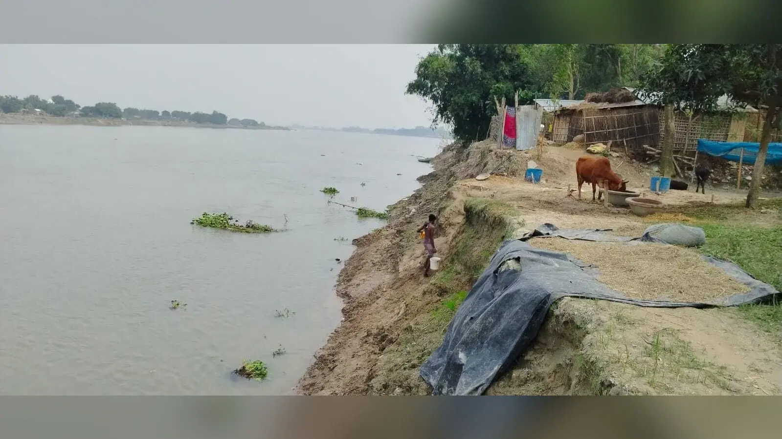 महानंदा नदी के कटाव से बेलगच्छी गांव के दर्जनों परिवार हो चुके हैं विस्थापित