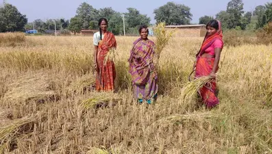 धान की अच्छी पैदावार से किसानों के चेहरे खिले