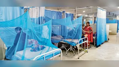 Gaya News : ठंड शुरू होते ही डेंगू के प्रकोप में आने लगी कमी