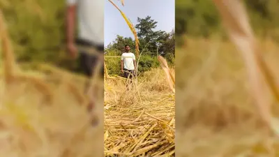 BOKARO NEWS : हाथियों ने कई किसानों की फसल की बरबाद