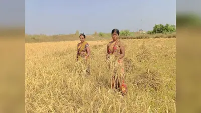 पिपरवार कोयलांचल में धान की कटाई जोरों पर
