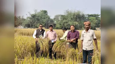 घोषई में जिला सांख्यिकी पदाधिकारी ने किया फसल कटनी प्रयोग