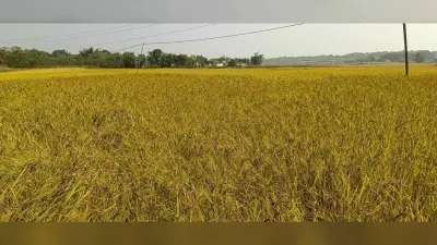 धान की बालियां देख किसानों के चेहरे खिलेे