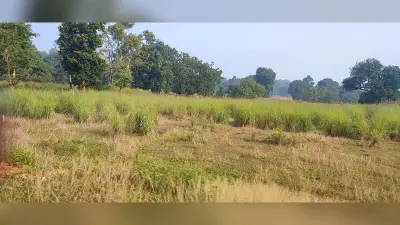 रनिया में लेमन ग्रास की खेती का नहीं मिल रहा लाभ
