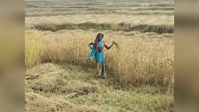 धान के खेतों में भी पसरा रहा सन्नाटा