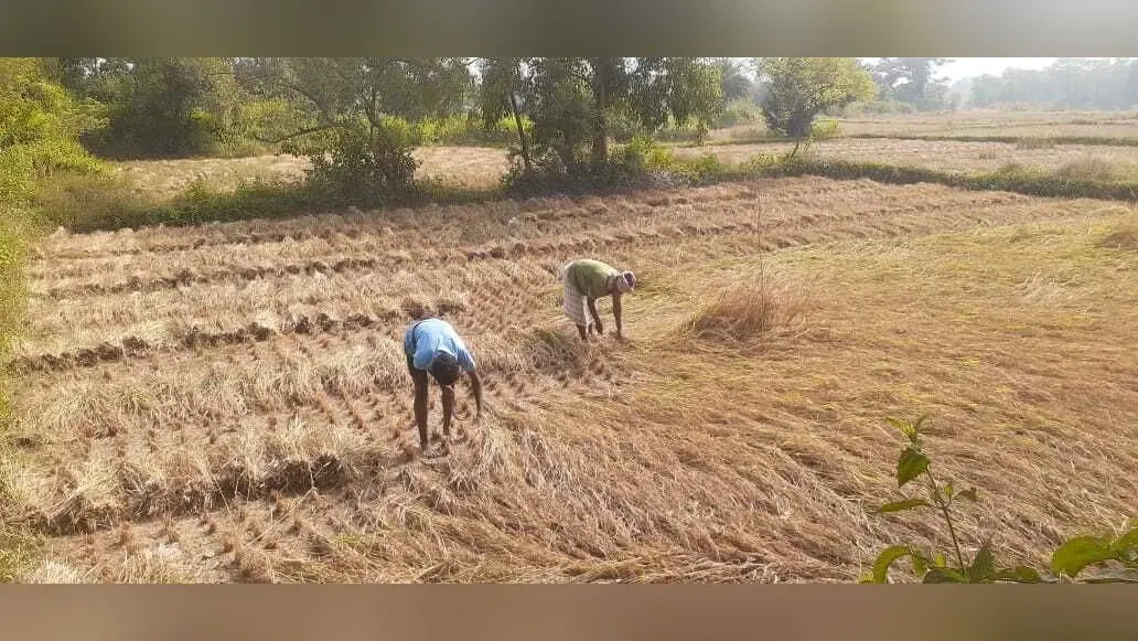 Ghatshila News : कटनी के बाद खेत से औने-पौने दाम में धान बेच रहे किसान