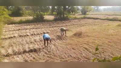 Ghatshila News : कटनी के बाद खेत से औने-पौने दाम में धान बेच रहे किसान