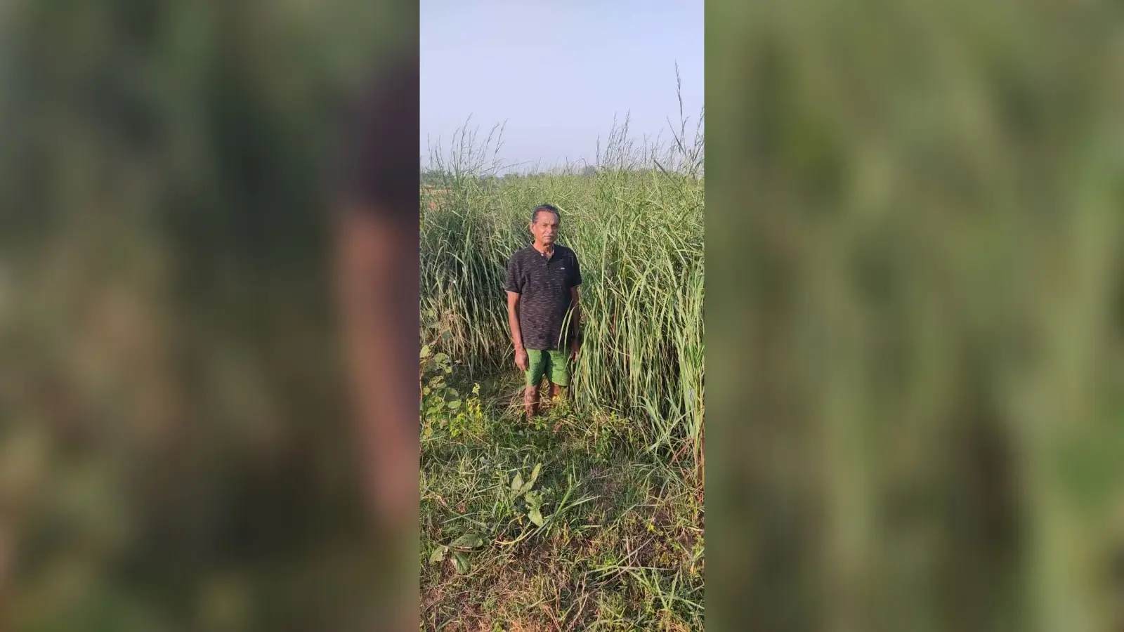 लेमन ग्रास से नहीं मिला लाभ, किसान मायूस