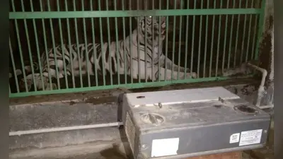 ओके :::::वन्य प्राणियों के लिए लगा रूम हीटर