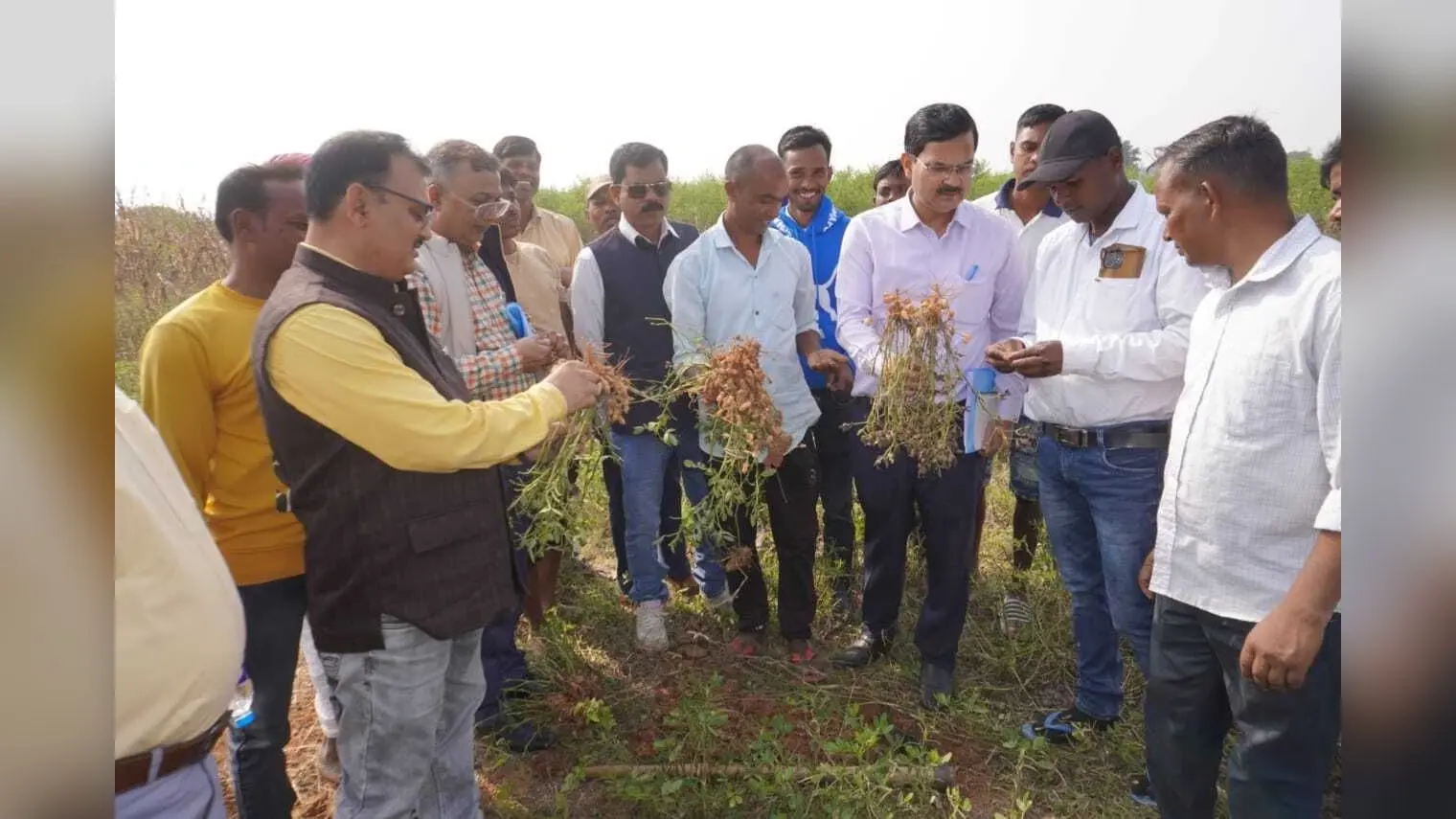 ओके ::::: चावल विकास निदेशालय के निदेशक ने मूंगफली की खेती का लिया जायजा