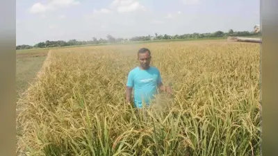 hatshila News : बादशाह भोग धान की खुशबू से महक रहे खेत-खलिहान