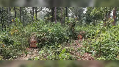 Ghatshila News : बनडीह जंगल से साल के तीन पेड़ काट ले गये चोर, मामला दर्ज