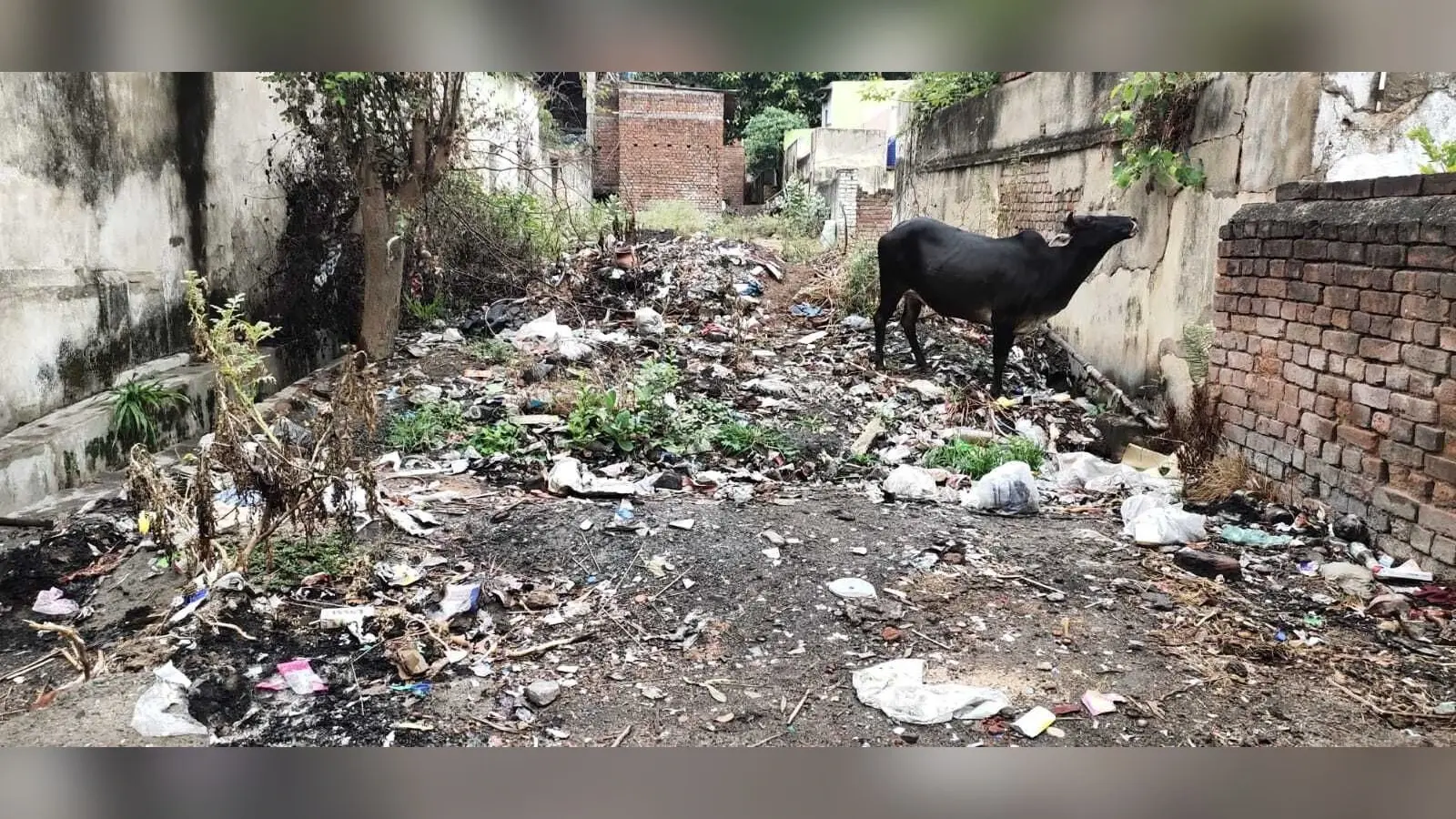 ख :::::: एसीसी कॉलोनी में पसरी है गंदगी, सफाई व्यवस्था फेल