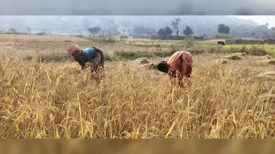 dhanbad news : अच्छी हुई है फसल, धनकटनी शुरू