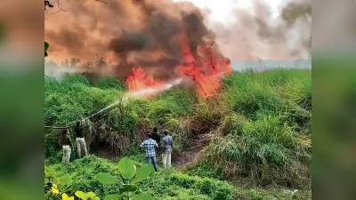 hajipur news. माधोपुर चंवर में इकरी के खेत में लगी आग