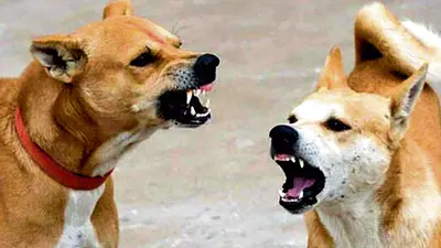 DHANBAD NEWS : सड़क पर नाच रही मौत, खुलेआम घूम रहे आवारा पशु, खामोश है निगम