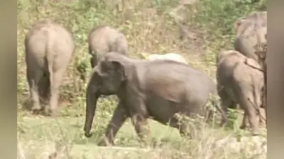 Rourkela News: राउरकेला वन मंडल के तीन रेंज में 96 हाथियों ने जमाया डेरा, दहशत में ग्रामीण