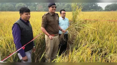 क्रॉप कटिंग में प्रति हेक्टेयर 67.20 क्विंटल धान की फसल का उपज