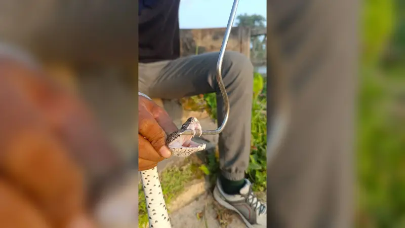 घर में निकला रसेल वाइपर, वन कर्मियों ने रेस्क्यू कर जंगल में छोड़ा