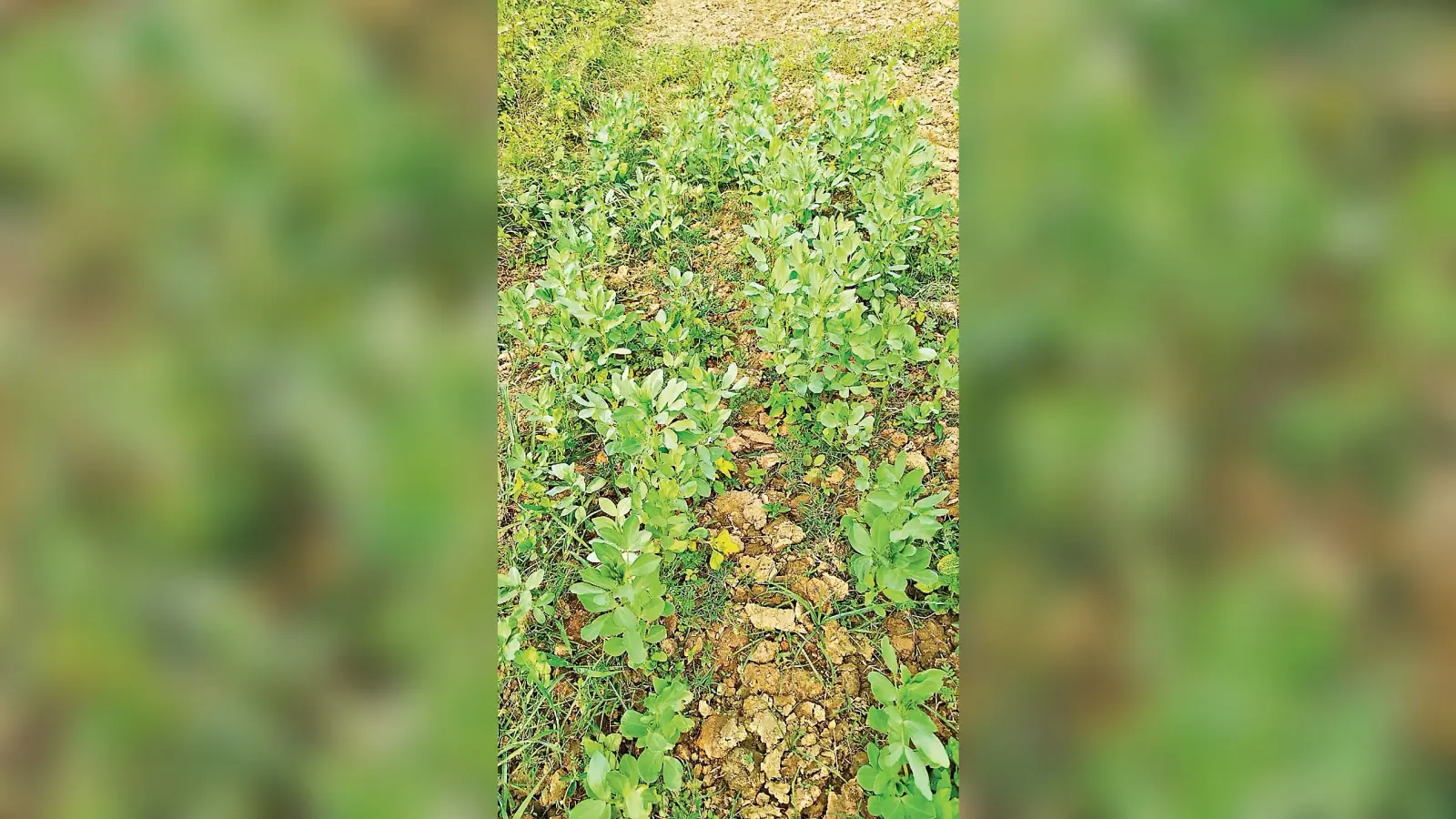 ranchi news : ब्लड शुगर, एनीमिया और वजन नियंत्रित करने में मददगार है बाकला