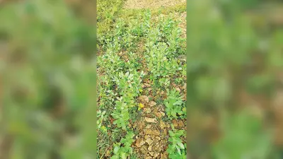 ranchi news : ब्लड शुगर, एनीमिया और वजन नियंत्रित करने में मददगार है बाकला