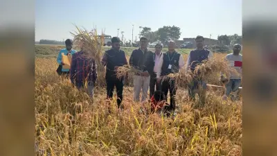 धान कटनी का किया प्रति हैक्टेयर आकलन