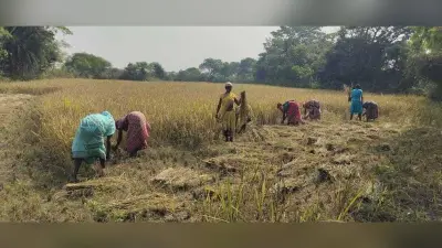 East Singhbhum : धान खरीद का वादा 3200 रुपये प्रति क्विंटल व आदेश 2400 का, ऊहापोह में किसान