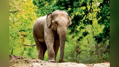 Jharsuguda News: शीतकालीन गणना में झारसुगुड़ा वन मंडल में मिले केवल चार हाथी, बढ़ी चिंता
