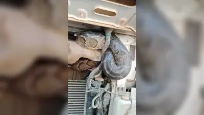ट्रक के इंजन में फंस कुशीनगर से नरकटियागंज पहुंच गया अजगर
