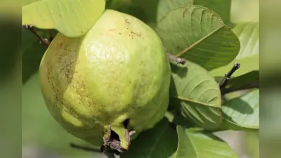 Health Tips: आपको हफ्ते में तीन बार क्यों चबाने चाहिए अमरूद के पत्ते? फायदे जानकार उड़ जाएंगे होश