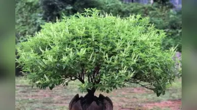 How To Save Tulsi Plant: ठंड में तुलसी का पौधा सूखने से कैसे बचाएं? ये है आसान तरीका