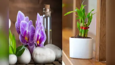Lucky Bamboo Flower: 14 साल बाद खिला लकी बैम्बू का फूल, देखकर हैरान रह गए लोग