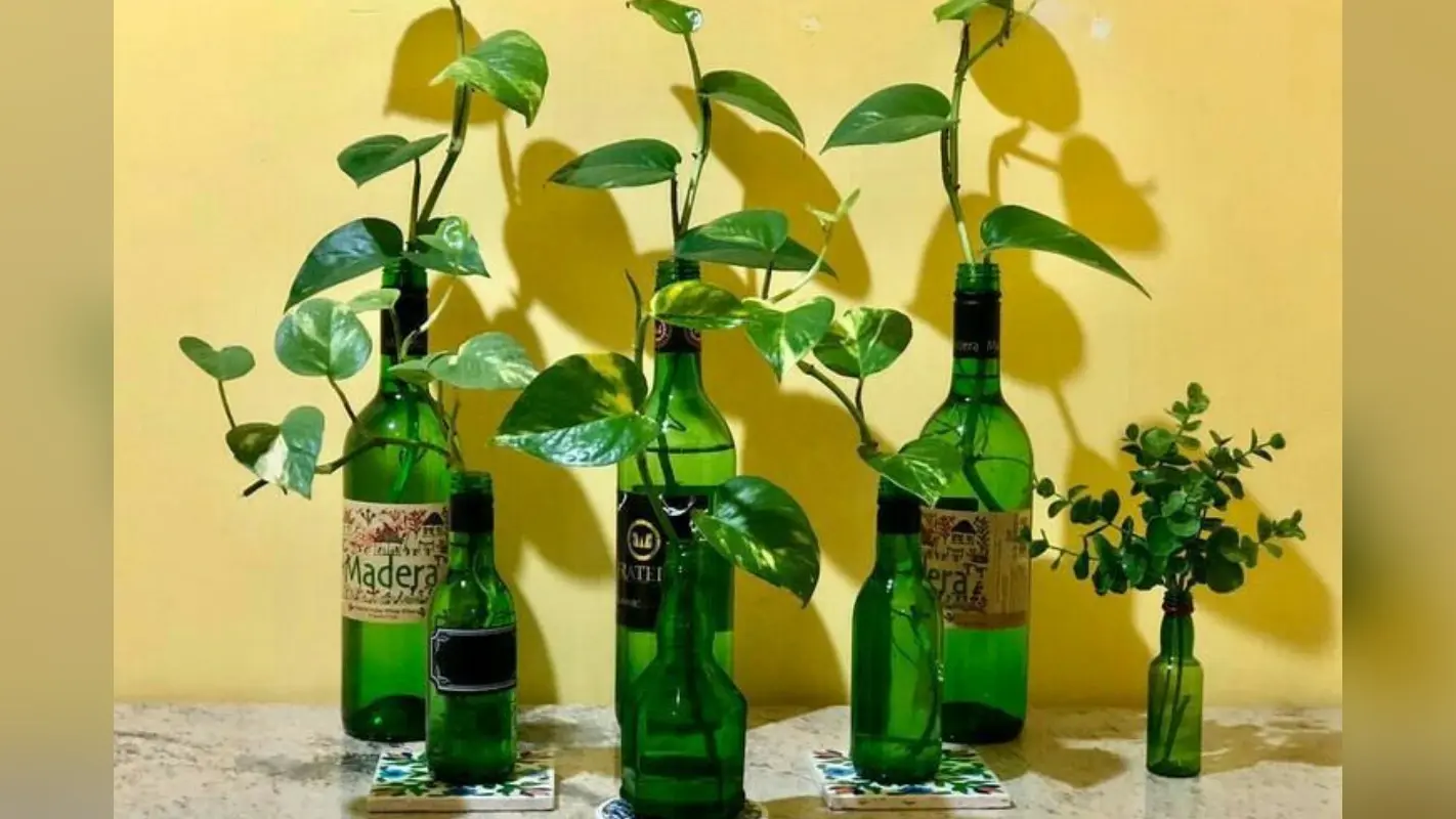 Money Plant Tips: कितने दिन में बदले मनी प्लांट का पानी?