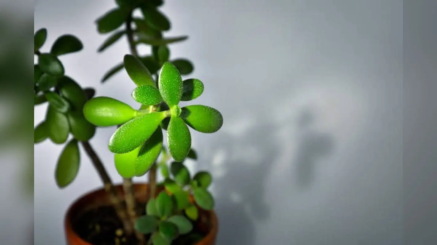 Vastu Tips: घर में चाहते हैं सुख और समृद्धि तो लगाएं ये लकी पौधे, नहीं खाली होगी तिजोरी