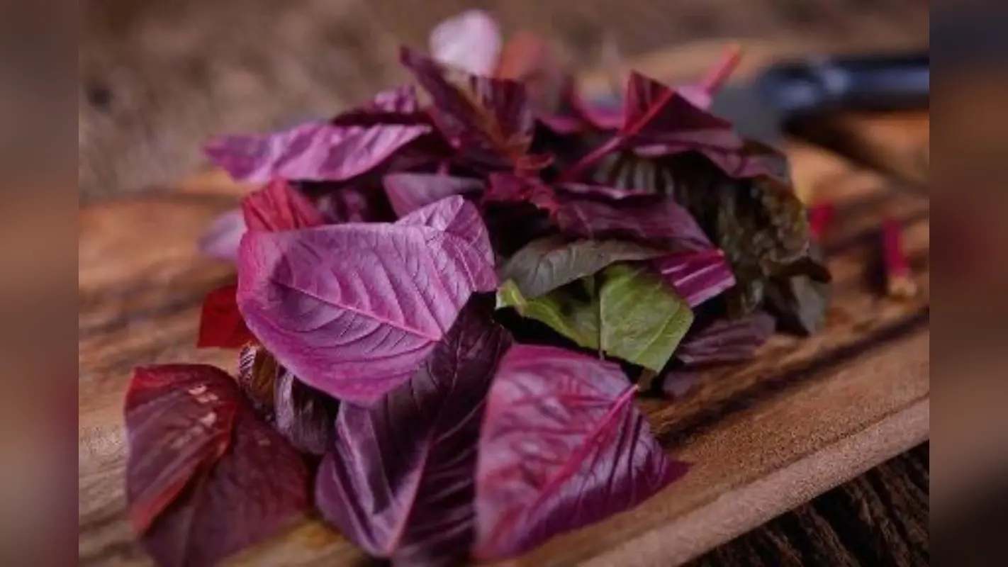 Red Spinach Leaves benefits: बाजार में आम दिखने वाली ये सब्जी लाल भाजी होती है बेहद फायदेमंद, जानें इसके चौका देने वाले गुण