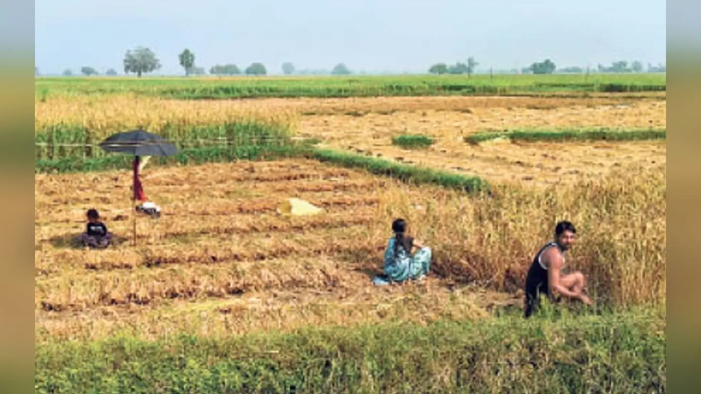 Bihar के हजारों किसानों को तीन साल तक नहीं मिलेगा सरकारी लाभ, जानें क्यों लिया गया फैसला