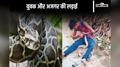 Siwan News: नशे में धुत युवक ने अजगर से की लड़ाई, सड़क पर पटक-पटक कर ले ली जान