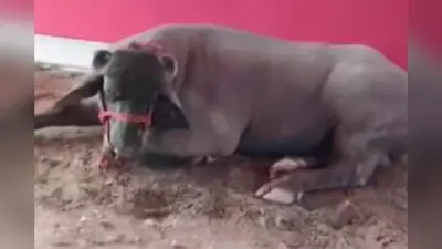 UP Buffalo: सोनपुर मेला में आकर्षण का केंद्र बना यह दो करोड़ का भैंसा, रोज पीता है दो बोतल बीयर