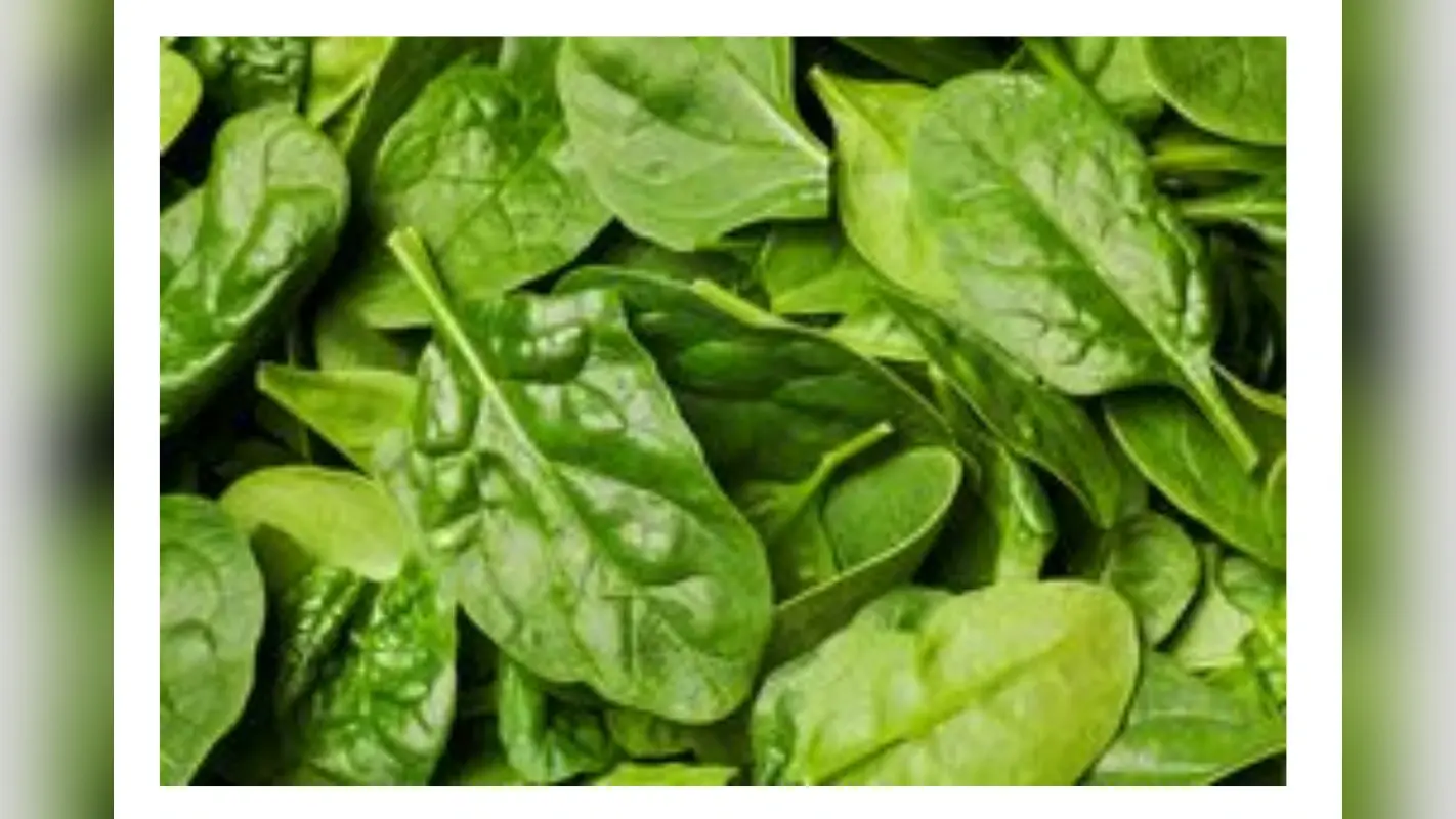 How to keep spinach fresh for a week: अगर एक ही दिन में गल जाती है पालक तो अपनाएं ये ट्रिक, हफ्ते भर रहेंगी ताजी