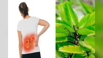 Health Tips: पथरी गलाता है पत्थरचट्टा का पत्ता, इस्तेमाल करने का जानें सही तरीका